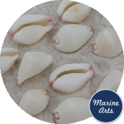 8346 - Cowrie Shell - Little Egg - Project Pack